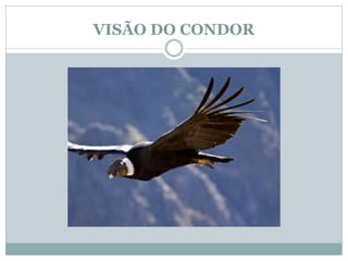 VISÃO DO CONDOR 
 