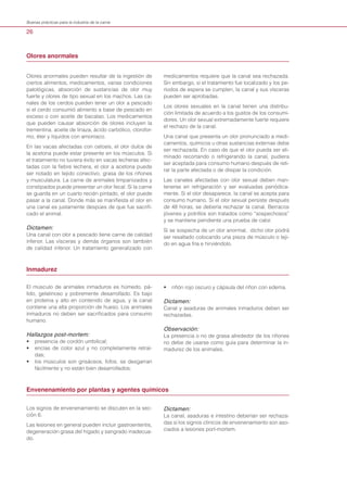 26
Buenas prácticas para la industria de la carne
Olores anormales pueden resultar de la ingestión de
ciertos alimentos, medicamentos, varias condiciones
patológicas, absorción de sustancias de olor muy
fuerte y olores de tipo sexual en los machos. Las ca-
nales de los cerdos pueden tener un olor a pescado
si el cerdo consumió alimento a base de pescado en
exceso o con aceite de bacalao. Los medicamentos
que pueden causar absorción de olores incluyen la
trementina, aceite de linaza, ácido carbólico, clorofor-
mo, éter y líquidos con amoníaco.
En las vacas afectadas con cetosis, el olor dulce de
la acetona puede estar presente en los músculos. Si
el tratamiento no tuviera éxito en vacas lecheras afec-
tadas con la fiebre lechera, el olor a acetona puede
ser notado en tejido conectivo, grasa de los riñones
y musculatura. La carne de animales timpanizados y
constipados puede presentar un olor fecal. Si la carne
se guarda en un cuarto recién pintado, el olor puede
pasar a la canal. Donde más se manifiesta el olor en
una canal es justamente despúes de que fue sacrifi-
cado el animal.
Dictamen:
Una canal con olor a pescado tiene carne de calidad
inferior. Las vísceras y demás órganos son también
de calidad inferior. Un tratamiento generalizado con
medicamentos requiere que la canal sea rechazada.
Sin embargo, si el tratamiento fue localizado y los pe-
ríodos de espera se cumplen, la canal y sus vísceras
pueden ser aprobadas.
Los olores sexuales en la canal tienen una distribu-
ción limitada de acuerdo a los gustos de los consumi-
dores. Un olor sexual extremadamente fuerte requiere
el rechazo de la canal.
Una canal que presenta un olor pronunciado a medi-
camentos, químicos u otras sustancias externas debe
ser rechazada. En caso de que el olor pueda ser eli-
minado recortando o refrigerando la canal, pudiera
ser aceptada para consumo humano después de reti-
rar la parte afectada o de disipar la condición.
Las canales afectadas con olor sexual deben man-
tenerse en refrigeración y ser evaluadas periódica-
mente. Si el olor desaparece, la canal se acepta para
consumo humano. Si el olor sexual persiste después
de 48 horas, se debería rechazar la canal. Berracos
jóvenes y potrillos son tratados como “sospechosos”
y se mantiene pendiente una prueba de calor.
Si se sospecha de un olor anormal, dicho olor podrá
ser resaltado colocando una pieza de músculo o teji-
do en agua fría e hirviéndolo.
Olores anormales 	
Inmadurez 	
El músculo de animales inmaduros es húmedo, pá-
lido, gelatinoso y pobremente desarrollado. Es bajo
en proteína y alto en contenido de agua, y la canal
contiene una alta proporción de hueso. Los animales
inmaduros no deben ser sacrificados para consumo
humano.
Hallazgos post-mortem:
• presencia de cordón umbilical;
• encías de color azul y no completamente retraí-
das;
• los músculos son grisáceos, fofos, se desgarran
fácilmente y no están bien desarrollados;
• riñón rojo oscuro y cápsula del riñon con edema.
Dictamen:
Canal y asaduras de animales inmaduros deben ser
rechazadas.
Observación:
La presencia o no de grasa alrededor de los riñones
no debe de usarse como guía para determinar la in-
madurez de los animales.
Envenenamiento por plantas y agentes químicos 	
Los signos de envenenamiento se discuten en la sec-
ción 6.
Las lesiones en general pueden incluir gastroenteritis,
degeneración grasa del hígado y sangrado inadecua-
do.
Dictamen:
La canal, asaduras e intestino deberían ser rechaza-
das si los signos clínicos de envenenamiento son aso-
ciados a lesiones port-mortem.
 