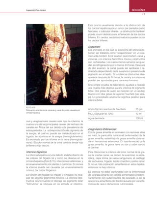 17
SECCIÓN 8Inspección Post-mortem
Esto ocurre usualmente debido a la obstrucción de
los ductos hepáticos por un tumor, por parásitos como
fasciolas, o cálculos biliares. La obstrucción también
puede ocurrir debido a una inflamación de los ductos
biliares. En cerdos, ascáridos maduros pueden ocluir
los ductos biliares.
Dictamen:
Los animales en los que se sospecha de ictericia de-
berían ser tratados como “sospechosos” en un exa-
men ante-mortem. En el examen post-mortem, canal y
vísceras, con ictericia hemolítica, tóxica y obstructiva
son rechazadas. Los casos menos serveros se guar-
dan en refrigeración por lo menos 24 horas. Después
de otro examen, la canal puede ser apobada o re-
chazada dependiendo de la ausencia o presencia de
pigmento en el tejido. Si la ictericia obstructiva des-
aparece después de 24 horas, la canal y sus vísceras
pueden ser aprobadas para consumo humano.
Una simple prueba de laboratorio ayudará a realizar
una prueba más objetiva para la ictericia de pigmento
biliar. Dos gotas de suero se mezclan en un azulejo
blanco con dos gotas de agente Fouchets (ver aba-
jo). Un precipitado azul/verde significa positivo para
ictericia biliar.
Acido Tricolor reactivo de Fouchets	 25 gm
FeCl3
(Solución al 10%)	 10 ml
Agua destilada	 100 ml
Diagnóstico Diferencial:
Con la grasa amarilla en animales con raciones altas
en maíz, la paniculitis nutricional (enfermedad de la
grasa amarilla, esteatitis) y la grasa amarilla observa-
da en hematomas extensivos. En la enfermedad de la
grasa amarilla, la grasa tiene un olor y sabor rancio
al cocinar.
Para diferenciar la ictericia del color normal de la gra-
sa de ciertas razas, se deben de examinar la escle-
rótica, capa íntima de vasos sanguíneos, el cartílago
de los huesos, hígado, tejido conectivo y pelvis renal.
Si no se nota coloración amarillenta en estos tejidos,
entonces no hay ictericia.
La ictericia no debe confundirse con la enfermedad
de la grasa amarilla en cerdos alimentados predomi-
nantemente con subproductos de pescado, o por la
apariencia amarillenta del tejido causada por caracte-
rísticas de raza o de factores nutricionales.
FOTO 8.15
Coloración amarillenta de vísceras y canal de cerdo causada por
cirrosis hepática.
ovis y anaplasmosis causan este tipo de ictericia, la
cual es una de las principales causas del rechazo de
canales en África del sur debido a la prevalencia de
estos parásitos. La sobreproducción de pigmento de
la sangre, el cual no puede ser metabolizado en el
hígado, se acumula en la sangre (hemoglobinemia).
Es excretada por los riñones en la orina (hemoglobi-
nuria). El color normal de la orina cambia desde rojo
brillante a rojo oscuro.
Ictericia hepática
La ictericia hepática ocurre debido al daño directo de
las células del hígado tal y como se observa en la
cirrosis hepática (Foto 8.15), infecciones sistémicas, y
en envenenamiento por plantas o químicos. En ovinos
la ictericia puede ser causada por envenenamiento
crónico por cobre fitogénico.
La función del hígado se impide y el hígado es inca-
paz de secretar pigmentos biliares. La ictericia obs-
tructiva ocurre cuando el drenaje del pigmento biliar
“bilirrubina” se bloquea en su entrada al intestino.
D.HERENDA,CANADA
 