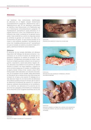 20
Buenas prácticas para la industria de la carne
Las bacterias más comúnmente identificadas
en abscesos en el hígado incluyen Actinomyces
(Corynebacterium) pyogenes, Streptococcus spp y
Staphylococcus spp. En los abscesos pulmonares
se identifica más comúnmente a la Pasteurella spp
y el Actinomyces (Corynebacterium) pyogenes. El
Fusobacterium necrophorum causa abscesos en el
hígado (Foto 8.21) como una complicación de la in-
flamación del rumen (rumenitis) en el ganado bovino
adulto. Esta condición es común en engordas donde
se alimenta al ganado con raciones con altas con-
centraciones de grano, lo que provoca acidez en el
rumen y una rumenitis ulcerativa. Las lesiones en el
rumen son invadidas entonces por el F. necrophorum
el cual se traslada vía sistema circulatorio hasta el hí-
gado y estimula la formación de los abcesos.
Dictamen:
El dictamen de las canales afectadas con abcesos
dependerá del hallazgo de abcesos primarios o se-
cundarios en el animal. El portal de entrada de or-
ganismos biogénicos al sistema es también de im-
portancia. Los abscesos principales se sitúan usual-
mente en el tejido que tiene contacto con el tracto di-
gestivo, respiratorio y tejido subcutáneo, hígado, etc.
Los abscesos secundarios se encuentran en tejidos
donde el contacto con esos sistemas y órganos es
vía la corriente sanguínea. El cerebro, la médula osea,
la espina dorsal, corteza renal, ovarios y bazo (Foto
8.22) pueden estar afectados con abcesos secunda-
rios. En el dictamen de las canales, debe descartarse
la inflamación de la médula renal y las infecciones por
contacto en el bazo y los ovarios. El hallazgo de un
sólo absceso mayor en uno de los sitios de abscesos
secundarios puede provocar el rechazo de la canal si
se determina la presencia de toxemia. En cerdos se
observan abcesos frecuentemente en la mandíbula y
en la columna. Los abscesos en la columna de los
porcinos son causados comúnmente por mordeduras
en la cola (Foto 8.23). El agente bacteriano de la cola
Abscesos 	
FOTO 8.21
Abscesos en hígado causados por F. necrophorum
FOTO 8.22
Abscesos secundarios en el bazo de una vaca vieja.
FOTO 8.23
Necrosis de la cola causada por mordeduras y abcesos
secundarios espinales.
FOTO 8.24
Abscesos múltiples en el hígado de un ternero como resultado de
una infección umbilical; una canal con esta condición debe ser
rechazada.
MOSBYYEAR-BOOKINC.,USA
D.HERENDA,CANADAP.G.CHAMBERS,ZIMBAWEP.G.CHAMBERS,ZIMBAWE
 