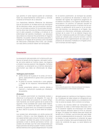 21
SECCIÓN 8Inspección Post-mortem
que penetra el canal espinal puede ser arrastrado
hasta los ensanchamientos lumbo-sacro y cervical,
iniciando la formación de un absceso.
Los inspectores deberían diferenciar los abscesos
que se encuentran en la etapa activa de crecimiento
de los abscesos viejos, que se encuentran calcifica-
dos o en animales ya sanos. En los animales domésti-
cos los sitios más comunes de infecciones purulentas
son el útero posparto, el ombligo y el retículo en la
enfermedad del alambre (hardware). Los abscesos
secundarios se observan frecuentemente en órganos
distantes, se pueden observar abscesos pequeños y
múltiples en el hígado de los terneros como resultado
de infecciones umbilicales (Foto 8.24). Las canales
con esta última condición deben ser rechazadas.
En el examen postmortem, se rechazan las canales
debido a la presencia de abscesos si éstos son el
resultado del ingreso de organismos piogénicos en
el sistema circulatorio y los órganos abdominales, la
musculatura o la columna. Un absceso ubicado en
los pulmones puede provocar el rechazo de los pul-
mones y la aprobación de la canal si no se encuen-
tran más lesiones. Los abscesos en el hígado, rela-
cionados con infecciones umbilicales, provocarán el
rechazo de la canal. Si no se detecta ninguna otra
infección, el absceso puede ser eliminado y el hígado
puede ser utilizado para consumo humano o animal
dependiendo de la reglamentación de cada país. La
presencia de abscesos múltiples en el hígado provo-
can el rechazo de este órgano.
Emaciación 	
La emaciación está asociada con la disminución gra-
dual en el tamaño de los órganos y del tejido muscu-
lar, así como edema en muchos casos. Los órganos
y el tejido muscular parecen más delgados, húmedos
y lustrosos. La emaciación es un término descriptivo
post-mortem que debe ser diferenciado de delga-
dez.
Hallazgos post-mortem:
• atrofia serosa de la grasa en la canal y en los ór-
ganos, especialmente la grasa renal y pericardial
(Foto 8.25);
• la grasa es acuosa, translúcida o como gelatina
y cuelga de los espacios intervertebrales (Foto
8.26);
• puede presentarse edema y anemia debido a
inanición y malnutrición causada por infestación
de parásitos.
Dictamen:
En el examen post-mortem es importante evaluar y
diferenciar la emaciación de delgadez. En caso de
duda, la canal debe ser puesta en un cuarto refrige-
rado haciendo una revisión general de la canal al día
siguiente. Si las cavidades del cuerpo están relativa-
mente secas, el edema del tejido muscular no está
presente y la grasa tiene una consistencia aceptable,
es decir, está en su punto, la canal debe ser acepta-
da.
Las canales bien alimentadas con atrofia serosa del
corazón y riñones y una mera delgadez de la canal
son aptas también para consumo humano. Una canal
con cualquier cantidad de grasa normal puede ser
aprobada si todo lo demás permanece normal. Las
canales de animales que han sido transporadas por
largos periodos de tiempo pueden mostrar una atrofia
serosa extensiva de la grasa (degeneración mucoide
FOTO 8.25
Atrofia serosa de grasa renal: nótese las petequias hemorrágicas,
vistas frecuentemente en enfermedades septicémicas.
del tejido graso) sin cambios en los órganos y múscu-
los. Si después de haber estado en refrigeración por
24 a 48 horas, la grasa regresa a su consistencia nor-
mal, la canal se acepta. De lo contrario se rechaza.
La canal y las vísceras deben ser rechazadas si la
emaciación se debe a enfermedad infecciosa cróni-
ca. El dictamen objetivo de emaciación con edema
puede hacerse utilizando etanol al 47% en solución
de agua. Un pedazo de médula ósea bien limpia del
tamaño de un chícharo, que se toma del radio distal,
se pone cuidadosamente en la solución. Si se hunde,
la médula, la cual representa el contenido de agua
de la canal completa, tiene aproximadamente 45 por-
ciento de contenido de agua. La canal debería ser
rechazada.
MOSBYYEAR-BOOKINC.,USA
 