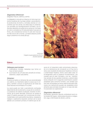 22
Buenas prácticas para la industria de la carne
Diagnóstico Diferencial:
Delgadez-Flacura, edema y uremia.
La delgadez a menudo se observa en toros que con-
sumen praderas de muy baja calidad, vacas altamen-
te productoras de leche y animales jóvenes en cre-
cimiento que han tenido una dieta baja en proteínas.
Los animales son fisiológicamente normales y los re-
ducidos depósitos de grasa de la canal son normales
en color y consistencia. El reducido tejido muscular es
firme y de consistencia normal. El color del músculo
es más oscuro de lo normal, y el tejido adiposo puede
seguir presente en la órbita del ojo.
Hallazgos post-mortem:
• musculatura húmeda, resbalosa que forma un
hoyo al hacer presión;
• acumulación de un fluido claro amarillo en el tórax,
abdomen y tejido subcutáneo.
Dictamen:
Cuando se realiza un dictamen de una canal afectada
con edema, es importante saber la causa que lo ori-
ginó y también conocer la significancia de todas las
otras lesiones encontradas en la canal.
La canal puede ser total o parcialmente rechazada
dependiendo de la extensión y causa de la condición.
La presencia de edema localizado necesita la elimi-
nación de la parte afectada. Entonces se acepta la
canal. El edema asociado con condiciones de enfer-
medad tales como pericarditis traumática, neoplasma
maligno o septicemia requieren rechazo de la canal
debido a la condición primaria. El edema que se ob-
serva en el mesenterio está comúnmente relaciona-
do a la interferencia de circulación en el flujo de la
vena cava resultado de abscesos hepáticos crónicos
o enfermedad hepática. Dicha canal debe estar en
el refrigerador para su posterior re-examinación. Las
canales que se vean normales y con las membra-
nas serosas de las paredes torácicas y abdominales
secas después de la segunda examinación pueden
aceptarse para consumo humano. Las canales que
han sido rechazadas por tener edema asociado sola-
mente con malnutrición pueden ser aceptados como
alimento para animales (excepto en el caso del ede-
ma asociado con septicemia).
Diagnóstico diferencial:
Pericarditis, peritonitis, pleuritis, amiloidosis renal, en-
fermedad del hígado, sobrecarga de grano e indiges-
tión vaga, enfermedad de altitud y uremia.
FOTO 8.26
Colgado de grasa gelatinosa entre los
procesos espinales.
Edema 	
MOSBYYEAR-BOOKINC.,USA
 