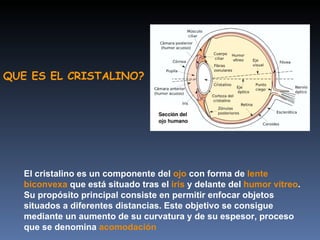 QUE ES EL CRISTALINO?




   El cristalino es un componente del ojo con forma de lente
   biconvexa que está situado tras el iris y delante del humor vítreo.
   Su propósito principal consiste en permitir enfocar objetos
   situados a diferentes distancias. Este objetivo se consigue
   mediante un aumento de su curvatura y de su espesor, proceso
   que se denomina acomodación
 