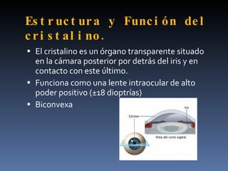 Es t r uc t ur a y Func i ón de l
c r i s t al i no .
 El cristalino es un órgano transparente situado
  en la cámara posterior por detrás del iris y en
  contacto con este último.
 Funciona como una lente intraocular de alto
  poder positivo (±18 dioptrías)
 Biconvexa
 