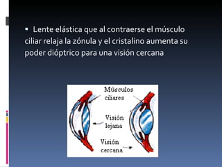  Lente elástica que al contraerse el músculo
ciliar relaja la zónula y el cristalino aumenta su
poder dióptrico para una visión cercana
 