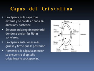 Capas de l Cr i s t al i no
 La cápsula es la capa más
  externa y se divide en cápsula
  anterior y posterior.
 Se unen en la región ecuatorial
  donde se anclan las fibras
  zonulares.
 La cápsula anterior es más
  gruesa y firme que la posterior.
 Posterior a la cápsula anterior
  se encuentra el epitelio
  cristalineano subcapsular.
 