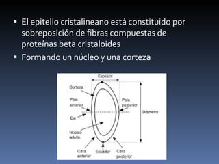  El epitelio cristalineano está constituido por
  sobreposición de fibras compuestas de
  proteínas beta cristaloides
 Formando un núcleo y una corteza
 