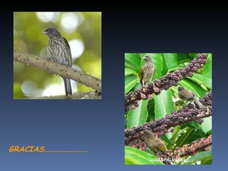 GRACIAS…………………….
                   CIGUAS PALMERAS
 
