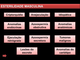 ESTERILIDADE MASCULINA
Criptorquidia

Anejaculação

Idiopática

Anomalias
endócrinas

Azoospermia
obstrutiva

Anomalias
anatómicas

Ejaculação
retrógrada

Azoospermia
secretora

Tumores
malignos

Lesões do
escroto

Anomalias do
cariótipo

 