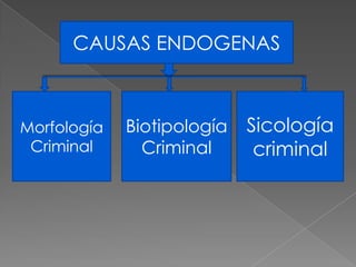 CAUSAS ENDOGENAS



Morfología   Biotipología   Sicología
 Criminal      Criminal      criminal
 
