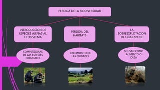 PERDIDA DE LA BIODIVERSIDAD
INTRODUCCION DE
ESPECIES AJENAS AL
ECOSISTEMA
PERDIDA DEL
HÀBITATS
LA
SOBREEXPLOTACION
DE UNA ESPECIE
COMPETIDORAS
DE LAS ESPECIES
ORIGINALES
CRECIMIENTO DE
LAS CIUDADES
SE USAN COMO
ALIMENTO O
CAZA