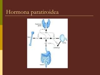 Hormona paratiroidea
 