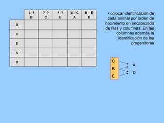colocar identificación de cada animal por orden de nacimiento en encabezado de filas y columnas. En las columnas además la identificación de los progenitores D A E C B B – E D B – C A ? -? E ? -? C ? -? B C B E A D 