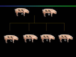 X b 1  b 2 A b 3  b 4 B b 1  b 4 D b 2  b 3 E b 2  b 4 G b 1  b 3 C 