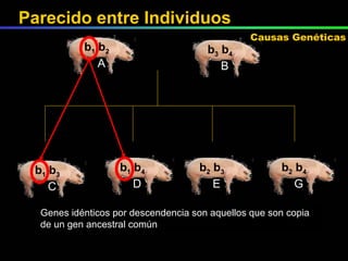 X Genes idénticos por descendencia son aquellos que son copia de un gen ancestral común Parecido entre Individuos Causas Genéticas b 1  b 2 A b 3  b 4 B b 1  b 4 D b 2  b 3 E b 2  b 4 G b 1  b 3 C 
