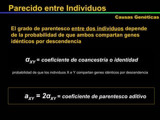 El grado de parentesco  entre dos individuos  depende de la probabilidad de que ambos compartan genes idénticos por descendencia α XY  =  coeficiente de coancestría o identidad probabilidad de que los individuos X e Y compartan genes idénticos por descendencia a XY  = 2 α XY  =  coeficiente de parentesco aditivo Parecido entre Individuos Causas Genéticas 