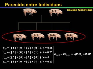 α CD  =  { [ 1 ] +  [ 0 ] + [ 0 ] + [ 0 ]  } / 4 = 0.25 α CE  =  { [ 0 ] +  [ 0 ] + [ 0 ] + [ 1 ]  } / 4 = 0.25 α CG  =  { [ 0 ] +  [ 0 ] + [ 0 ] + [ 0 ]  } / 4 = 0 α CC  =  { [ 1 ] +  [ 0 ] + [ 0 ] + [ 1 ]  } / 4 = 0.50 Parecido entre Individuos Causas Genéticas 