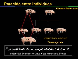 HOMOCIGOTA IDENTICO Consanguíneo x b 1 b 1 F x  =  coeficiente de consanguinidad del individuo X probabilidad de que el individuo X sea homocigota idéntico Parecido entre Individuos Causas Genéticas 
