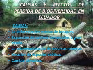      CAUSAS Y EFECTOS DE PERDIDA DE BIODIVERSIDAD EN ECUADOR CAUSAS: La deforestación masiva de bosques. Expansión de cultivos comerciales a gran escala. La sobreexplotación de recursos mineros. Invasión de especies exóticas. Cambio climático. 