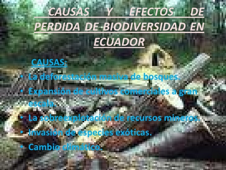en cuanto tiempo se adelgaza con la chia en cuanto tiempo se adelgaza con la chia