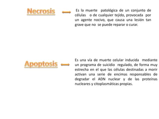 Es una vía de muerte celular inducida mediante
un programa de suicidio regulado, de forma muy
estrecha en el que las células destinadas a morir
activan una serie de encimas responsables de
degradar el ADN nuclear y de las proteínas
nucleares y citoplasmáticas propias.
Es la muerte patológica de un conjunto de
células o de cualquier tejido, provocada por
un agente nocivo, que causa una lesión tan
grave que no se puede reparar o curar.
 