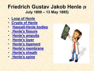 Friedrich Gustav Jakob Henle (9
July 1809 – 13 May 1885)
• Loop of Henle
• Crypts of Henle
• Hassall-Henle bodies
• Henle's fissure
• Henle's ampulla
• Henle's layer
• Henle's ligament
• Henle's membrane
• Henle's sheath
• Henle's spine
 