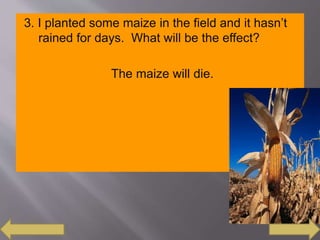 3. I planted some maize in the field and it hasn’t
rained for days. What will be the effect?
The maize will die.
 