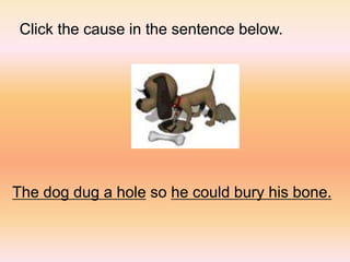 Click the cause in the sentence below.
The dog dug a hole so he could bury his bone.
 