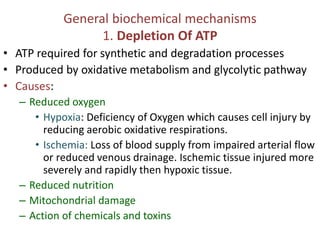 Causes and Mechanism of Cell Iinjury.pdf