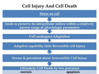Causes and Mechanism of Cell Iinjury.pdf