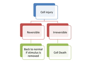 Causes and Mechanism of Cell Iinjury.pdf