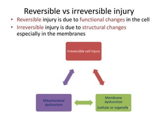 Causes and Mechanism of Cell Iinjury.pdf