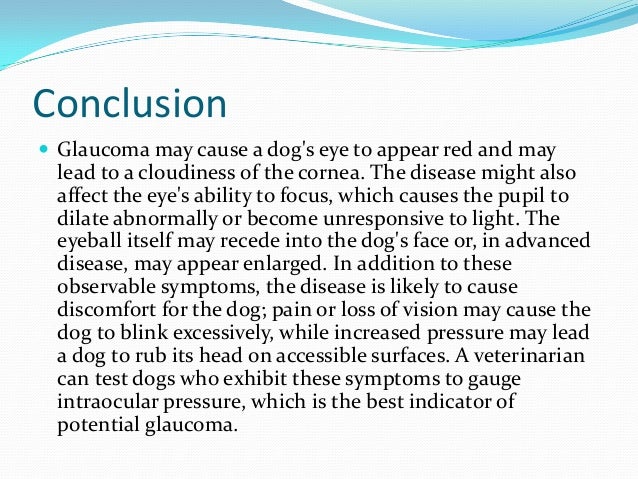 Dog Eye Disease Treatment Dog Eye Disease Treatment
