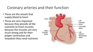 Coronary arteries and their function
• These are the vessels that
supply blood to heart
• These are very important
because they provide all the
nutrients to heart muscles
because the muscles are very
much strong and for their
proper contraction and
relaxation they need nutrients
 