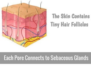 The Skin Contains
                     Tiny Hair Follicles




Each Pore Connects to Sebaceous Glands
 
