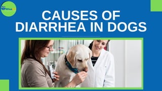 CAUSES OF
DIARRHEA IN DOGS
 
