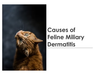 Causes of
Feline Miliary
Dermatitis
 