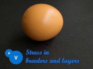 Stress in
breeders and layers
 
