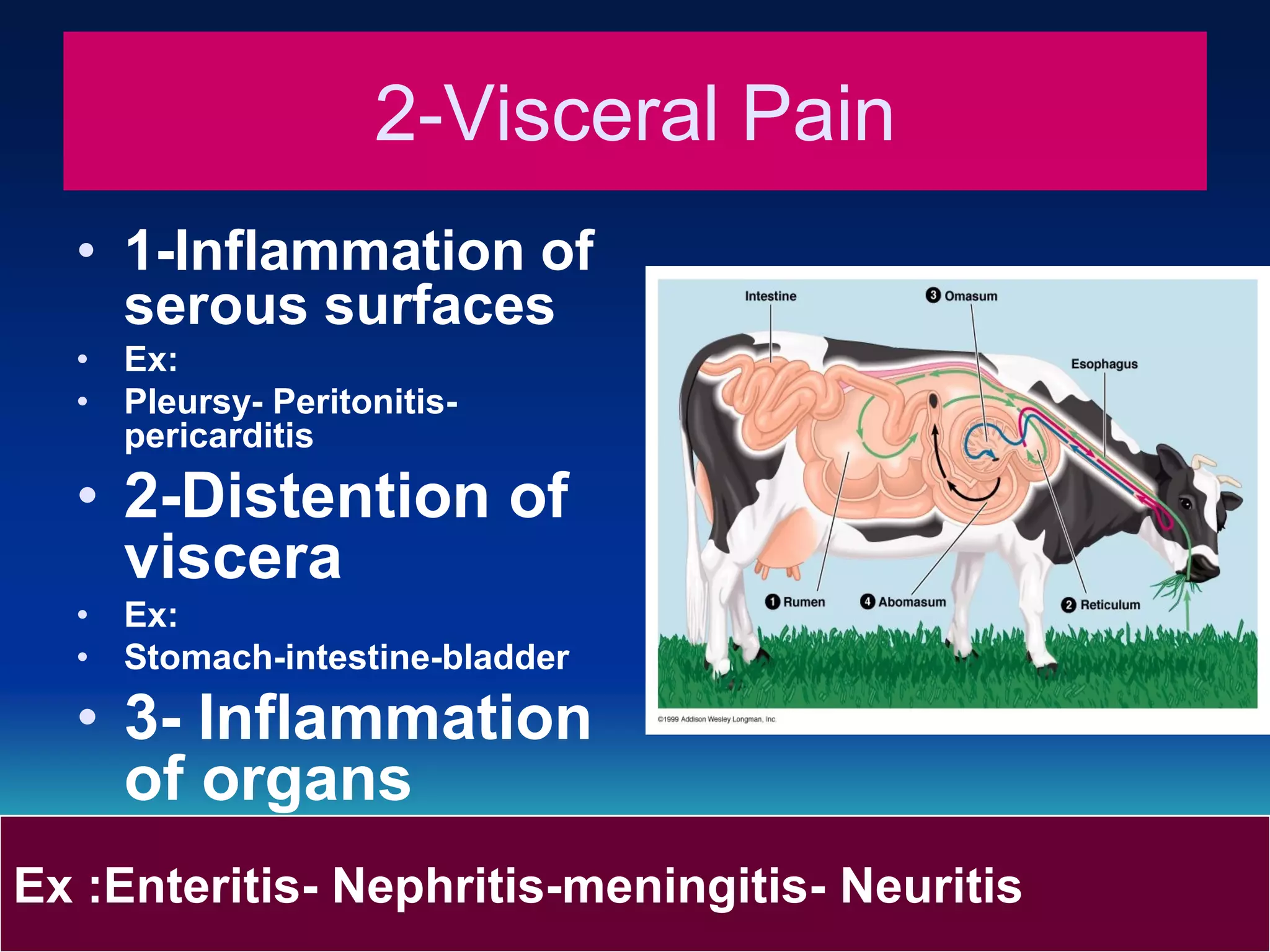 Causes, types and treatment of pain in dairy cattle prof.dr hamed attia ...