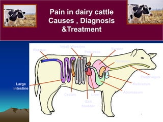 Pain in dairy cattle
Causes , Diagnosis
&Treatment
Esophagus
Rumen
Omasum
Reticulum
Abomasum
Pancreas
Liver
Gall
bladder
Cecum
Small intestine
Large
intestine
Rectum
 