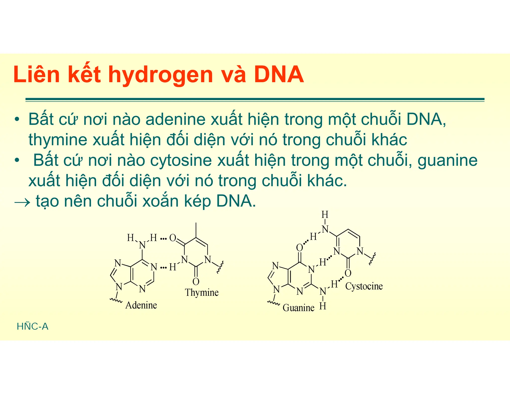 HÑC-A
Liên kết hydrogen và DNA
• Bất cứ nơi nào adenine xuất hiện trong một chuỗi DNA,
thymine xuất hiện đối diện với nó trong chuỗi khác
• Bất cứ nơi nào cytosine xuất hiện trong một chuỗi, guanine
xuất hiện đối diện với nó trong chuỗi khác.
 tạo nên chuỗi xoắn kép DNA.
 