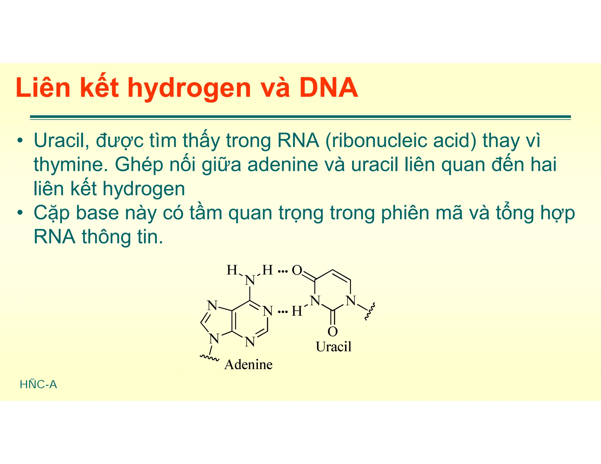 HÑC-A
Liên kết hydrogen và DNA
• Uracil, được tìm thấy trong RNA (ribonucleic acid) thay vì
thymine. Ghép nối giữa adenine và uracil liên quan đến hai
liên kết hydrogen
• Cặp base này có tầm quan trọng trong phiên mã và tổng hợp
RNA thông tin.
 