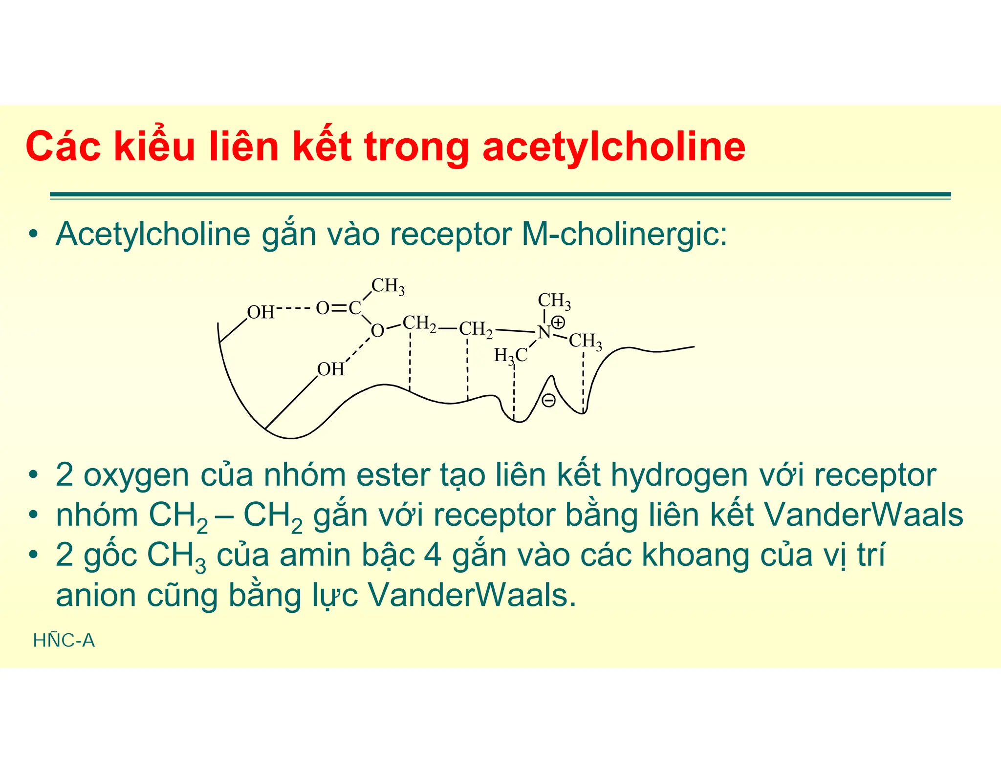 HÑC-A
Các kiểu liên kết trong acetylcholine
• Acetylcholine gắn vào receptor M-cholinergic:
• 2 oxygen của nhóm ester tạo liên kết hydrogen với receptor
• nhóm CH2 – CH2 gắn với receptor bằng liên kết VanderWaals
• 2 gốc CH3 của amin bậc 4 gắn vào các khoang của vị trí
anion cũng bằng lực VanderWaals.
O C
CH3
O CH2 CH2 N
CH3
H3C
CH3
OH
OH
 
