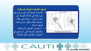 Done By: AYA FAWZY
‫المستقر‬ ‫البولية‬ ‫القسطرة‬ ‫تعريف‬‫ة‬:
‫البولية‬ ‫القسطرة‬:‫هو‬‫تص‬ ‫أنبوب‬‫ريف‬
‫ع‬ ‫البولية‬ ‫المثانة‬ ‫في‬ ‫إدخاله‬ ‫يتم‬‫بر‬
، ‫مكانه‬ ‫في‬ ‫ويترك‬ ، ‫البول‬ ‫مجرى‬
‫بنظام‬ ‫ويتصل‬‫سمى‬ُ‫ي‬ ‫مغلق‬‫أي‬‫ا‬ً‫ض‬
‫قسطرة‬‫بولية‬
‫المستقيم‬ ‫القسطرة‬ ‫يتضمن‬ ‫ال‬‫ة‬
‫توض‬ ‫ال‬ ‫التي‬ ‫البولية‬ ‫والقسطرة‬‫في‬ ‫ع‬
‫اإلحليل‬(‫العانة‬ ‫فوق‬ ‫القسطرة‬.)
 