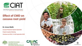 Effect of CMD on
cassava root yield
Dr. Imran Malik
Cassava Production Systems Specialist
Project Inception Meeting
Vientiane Lao PDR, 11-13th September 2019
 