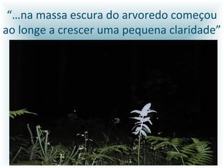 “…na massa escura do arvoredo começou
ao longe a crescer uma pequena claridade”
 