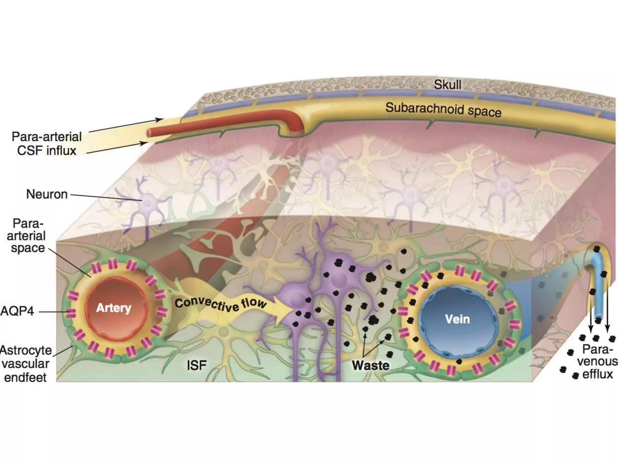 The glymphatic system in sleep and neurodegenerative diseases | PPTX