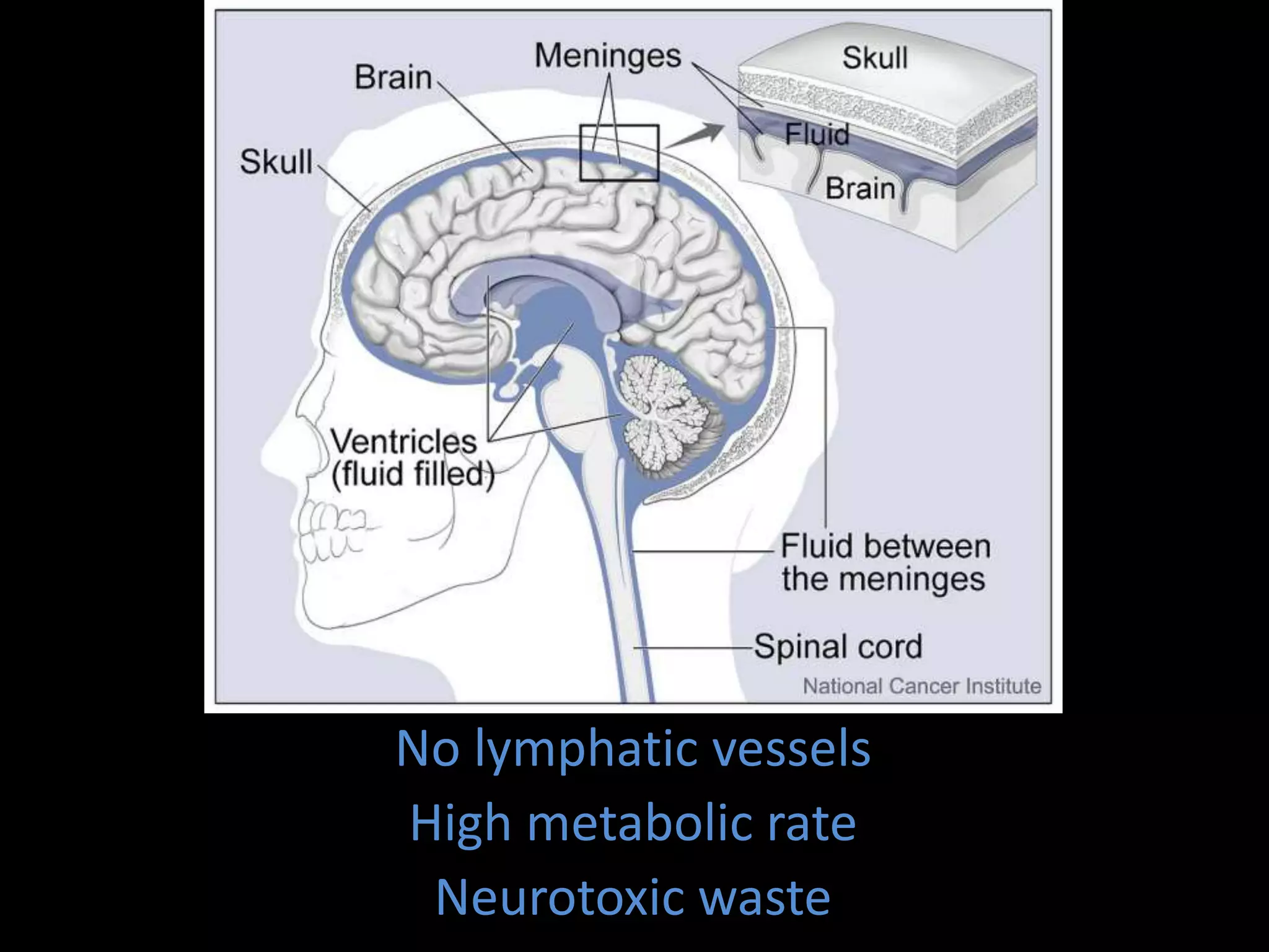The glymphatic system in sleep and neurodegenerative diseases | PPTX