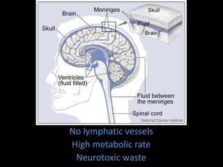 No lymphatic vessels
High metabolic rate
Neurotoxic waste
 