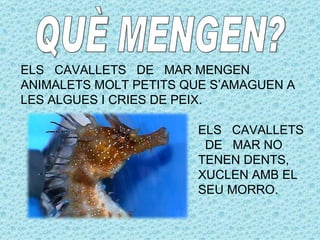 ELS CAVALLETS DE MAR MENGEN
ANIMALETS MOLT PETITS QUE S’AMAGUEN A
LES ALGUES I CRIES DE PEIX.

                       ELS CAVALLETS
                        DE MAR NO
                       TENEN DENTS,
                       XUCLEN AMB EL
                       SEU MORRO.
 
